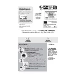 Géranium Lierre Double 'Marcada® Dark Red' Label Rouge : 10 Plants -Flora Soldes 697174 007