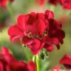 Géranium Lierre Double 'Marcada® Dark Red' Label Rouge : 10 Plants -Flora Soldes 697174 1417081