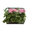 Géranium Lierre Double 'Royal® Light Pink' Label Rouge : 10 Plants -Flora Soldes 697175 006