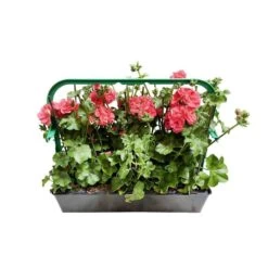 Géranium Lierre Double 'Royal® Salmon' Label Rouge : 10 Plants -Flora Soldes 697176 010