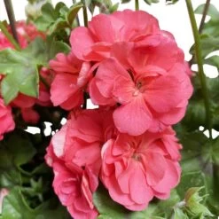 Géranium Lierre Double 'Royal® Salmon' Label Rouge : 10 Plants -Flora Soldes 697176 011