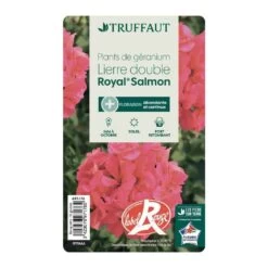 Géranium Lierre Double 'Royal® Salmon' Label Rouge : 10 Plants -Flora Soldes 697176 013