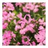 Géranium Lierre Double 'Marcada® Pink' Label Rouge : 10 Plants -Flora Soldes 697177 005