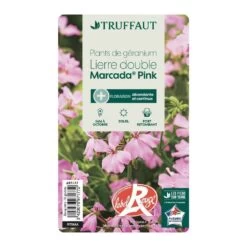 Géranium Lierre Double 'Marcada® Pink' Label Rouge : 10 Plants -Flora Soldes 697177 007
