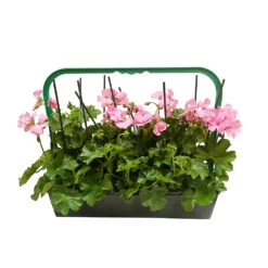 Géranium Lierre Double 'Marcada® Pink' Label Rouge : 10 Plants -Flora Soldes 697177 1417090