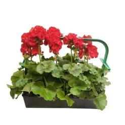 Géranium Zonale 'Sunrise® Fernando' Label Rouge : 10 Plants -Flora Soldes 697186 002