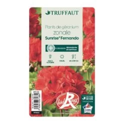 Géranium Zonale 'Sunrise® Fernando' Label Rouge : 10 Plants -Flora Soldes 697186 004