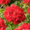 Géranium Zonale 'Sunrise® Fernando' Label Rouge : 10 Plants -Flora Soldes 697186 1417141