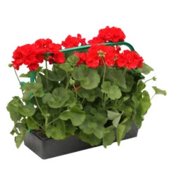 Géranium Zonale 'Sunrise® Fernando' Label Rouge : 10 Plants -Flora Soldes 697186 2080134