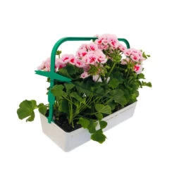 Géranium Zonale Americana® White Splash Improved'Label Rouge:10 Plants -Flora Soldes 697188 003