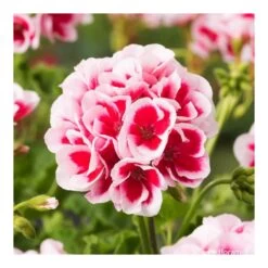Géranium Zonale Americana® White Splash Improved'Label Rouge:10 Plants -Flora Soldes 697188 005