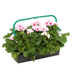 Géranium Zonale Americana® White Splash Improved'Label Rouge:10 Plants -Flora Soldes 697188 2080140