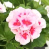 Géranium Zonale Americana® White Splash Improved'Label Rouge:10 Plants -Flora Soldes 697188 2091066