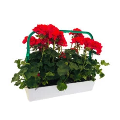 Géranium Zonale 'Tango® Neon Purple' Label Rouge : 10 Plants -Flora Soldes 697190 002