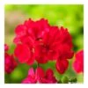 Géranium Zonale 'Tango® Neon Purple' Label Rouge : 10 Plants -Flora Soldes 697190 003