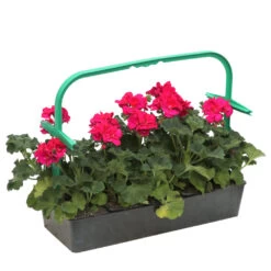 Géranium Zonale 'Tango® Neon Purple' Label Rouge : 10 Plants -Flora Soldes 697190 2080146