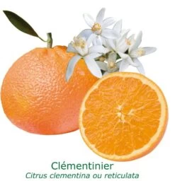 Clementinier Bio Tailles:pot De 3 Litres, Hauteur 30/40 Cm