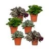Box 6 Plantes D'intérieur - H20cm, ø12cm - Plantes D'intérieur -Flora Soldes 6a4f2bd7346e8360