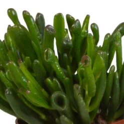 Crassula, Box De 3 Plantes - H15cm, ø10,5cm - Plantes D'intérieur -Flora Soldes 6afb084e7f368b74