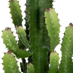 Euphorbia Acrurensis - H80cm, ø24cm - Grande Plante D'intérieur -Flora Soldes 6b09bab30d1cdf42