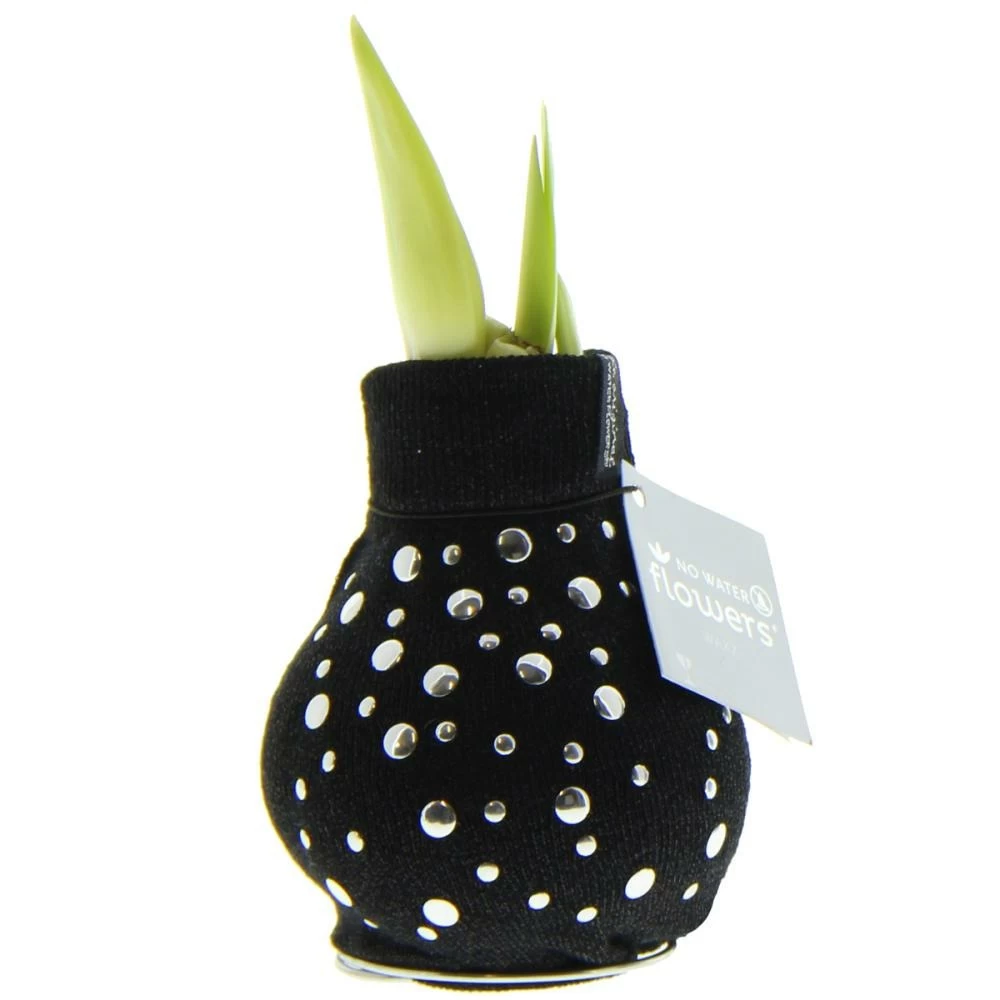 Bulbe D'amaryllis En Chaussette Moderne "fashion Streetlife" Nièces D'argent 3 Bulbe D'amaryllis En Chaussette Moderne "fashion Streetlife" Nièces D'argent