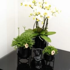 Rhipsalis Baccifera - H15cm, ø9cm - Plante D'intérieur -Flora Soldes 6c20d128ee866f20