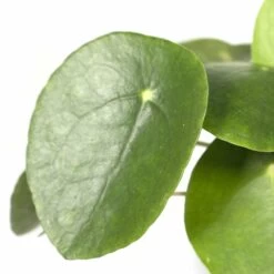 Pilea Peperomiodes - H20cm, ø12cm - Plante D'intérieur -Flora Soldes 6caa72f447548b19