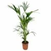 Palmier Kentia Xxl - H150cm, ø24cm - Très Grande Plante D'intérieur -Flora Soldes 6f266e12d4fef26f