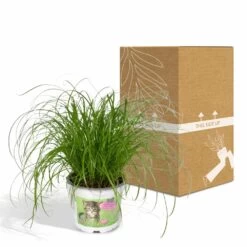 Herbe à Chat - H20cm, ø12cm - Plante D'intérieur -Flora Soldes 6f32ed9d24c25498
