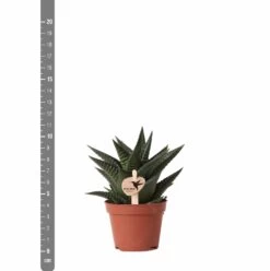 Haworthia Limifolia - ø6cm - H11cm, ø6cm - Plante D'intérieur -Flora Soldes 6f5c034fd84b61ae