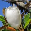Magnolia à Grandes Fleurs Grandiflora Galissoniensis/godet - 5/20 Cm -Flora Soldes 6f78e94f78b0a597