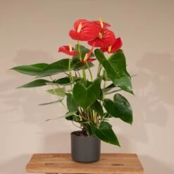 Anthurium Rouge - H40cm, ø12cm - Plante D'intérieur -Flora Soldes 70cd80eb23806a96