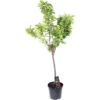Cerisier Bigarreau Van : Gobelet 3 Ans D'âge Ctr 12 Litres -Flora Soldes 71295 002