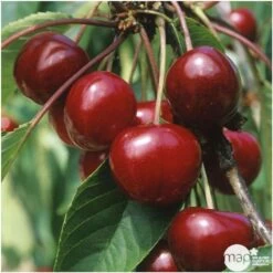 Cerisier Bigarreau Van : Gobelet 3 Ans D'âge Ctr 12 Litres -Flora Soldes 71295 005