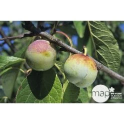Prunier Reine Claude De Bavay : ½ Tige, 4-5 Ans, H 170-180 Cm -Flora Soldes 71365 002