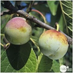 Prunier Reine Claude De Bavay : ½ Tige, 4-5 Ans, H 170-180 Cm -Flora Soldes 71365 003