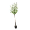 Prunier Reine Claude De Bavay : ½ Tige, 4-5 Ans, H 170-180 Cm -Flora Soldes 71365 004