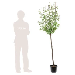 Prunier Reine Claude De Bavay : ½ Tige, 4-5 Ans, H 170-180 Cm -Flora Soldes 71365 005