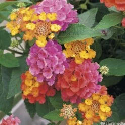 Lantana Camara : C5L -Flora Soldes 724980 001