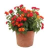 Lantana Camara : C5L 2 Lantana Camara : C5L -Flora Soldes 724980 2115432