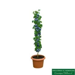 Prunier Colonnaire Toronto® -Flora Soldes 729932 001