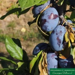 Prunier Colonnaire Toronto® -Flora Soldes 729932 002