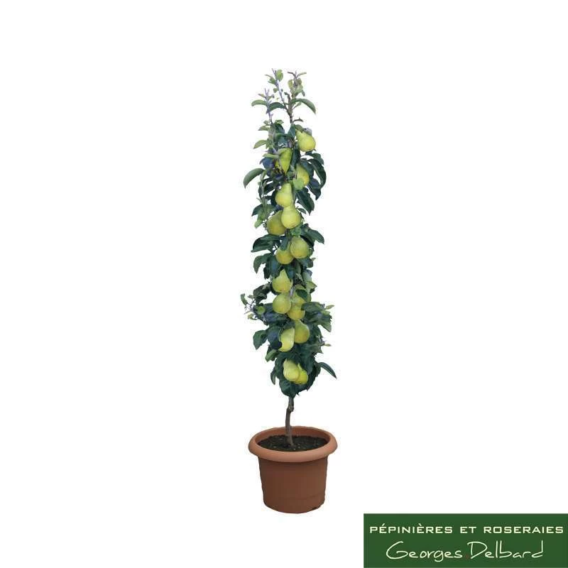 Poirier Colonnaire Londres® 4 Poirier Colonnaire Londres® – Image 2