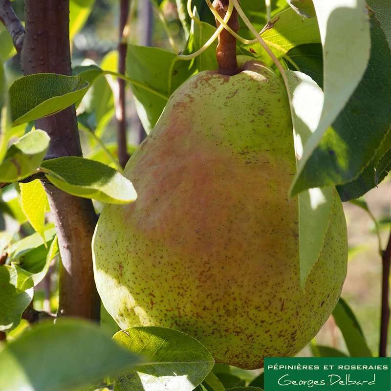 Poirier Colonnaire Londres® 3 Poirier Colonnaire Londres®