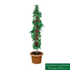 Cerisier Colonnaire Hong Kong® -Flora Soldes 729935 001