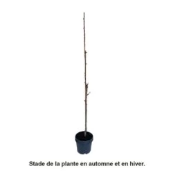 Cerisier Colonnaire Hong Kong® -Flora Soldes 729935 003