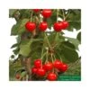 Cerisier Colonnaire Shangai® -Flora Soldes 729936 001