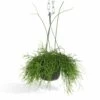 Rhipsalis Baccifera - H30cm, ø12cm - Plante D'intérieur Tombante -Flora Soldes 7338a3f67f22cf38