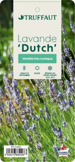 Lavande X Intermedia Dutch Lavander Pot 3L 7 Lavande X Intermedia Dutch Lavander Pot 3L -Flora Soldes 739237 003