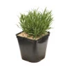 Lavande X Intermedia Dutch Lavander Pot 3L -Flora Soldes 739237 2099943
